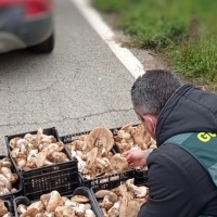 Investigados por hurtar más de 50 kilogramos de gurumelos en una finca extremeña