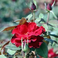 Campaña de suministro de flores a los Ayuntamientos por parte del Vivero Provincial