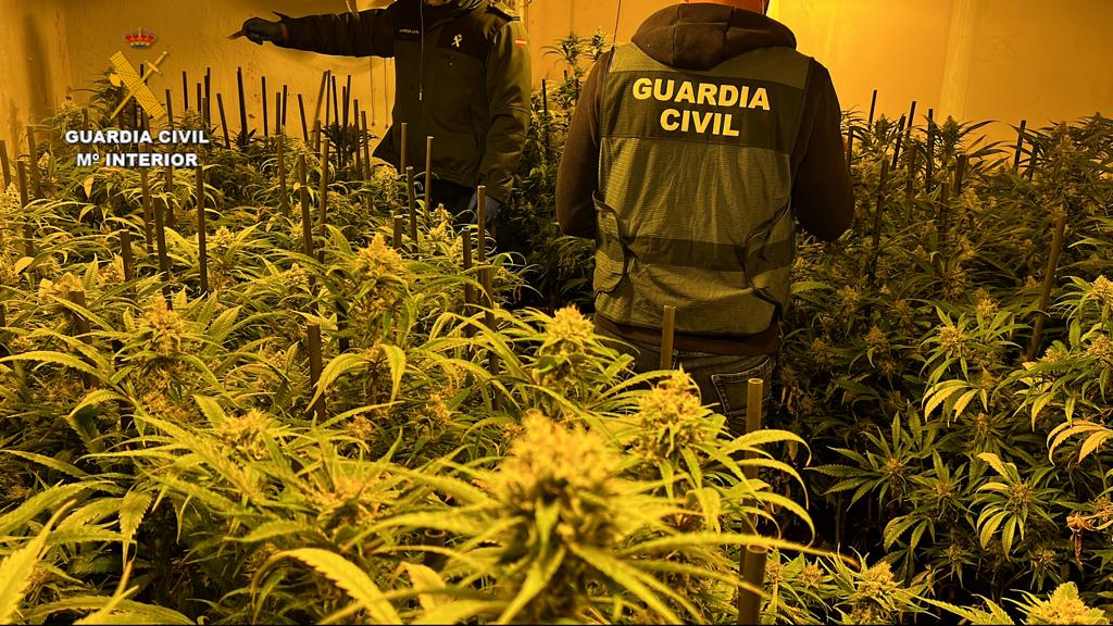 La Guardia Civil sigue luchando contra el negocio de la marihuana en Extremadura