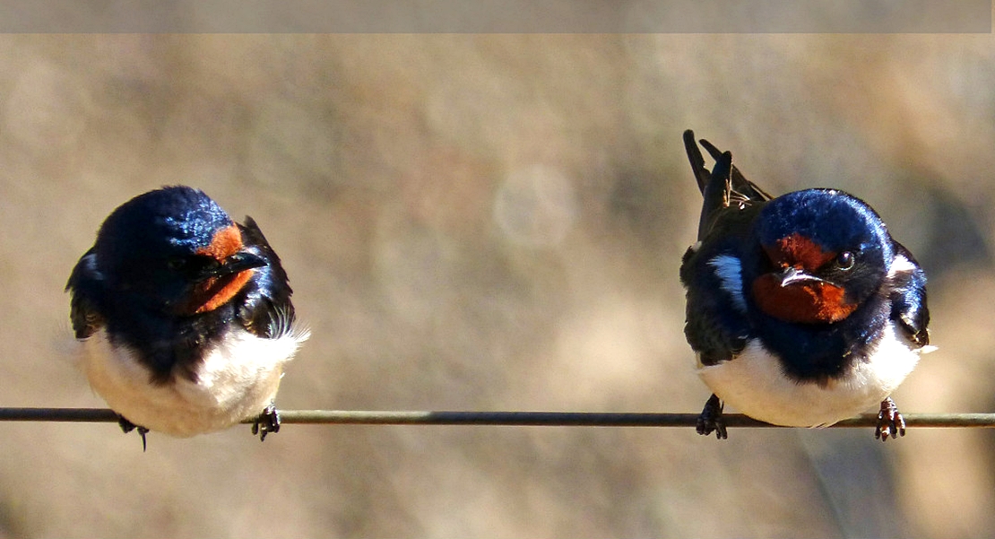 Toman datos de las aves comunes en primavera para conocer sus amenazas