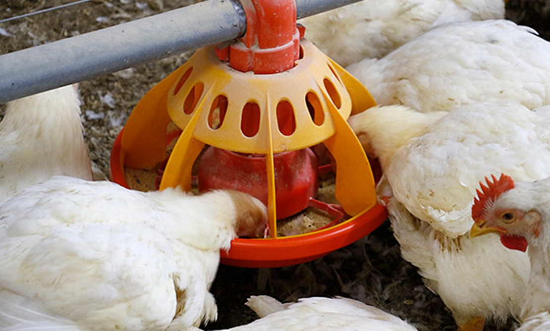 UPA denuncia la situación crítica que afronta el sector avícola