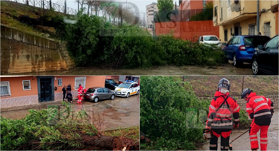 Bomberos de Badajoz retiran un árbol de grandes dimensiones en Las 500