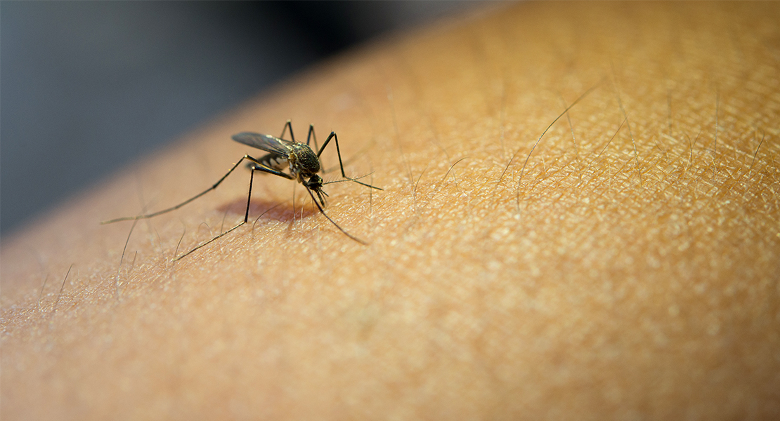 ¿Se solucionará el problema de los mosquitos en las Vegas Altas este año?