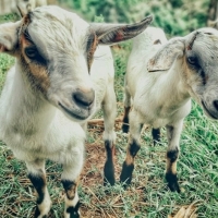 Un total de 708 ganaderías extremeñas podrán beneficiarse de las ayudas por la guerra de Ucrania