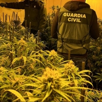 La Guardia Civil sigue luchando contra el negocio de la marihuana en Extremadura