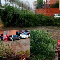 Bomberos de Badajoz retiran un árbol de grandes dimensiones en Las 500