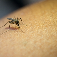 ¿Se solucionará el problema de los mosquitos en las Vegas Altas este año?
