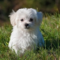 Cuáles son las razas de perro más populares en España