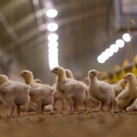 Muchas granjas de pollos a punto de cerrar en Extremadura