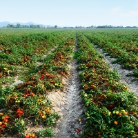 La Unión: “La Reforma Laboral no se puede aplicar en el sector agrario”
