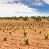 Extremadura recibe ayudas para la promoción del vino