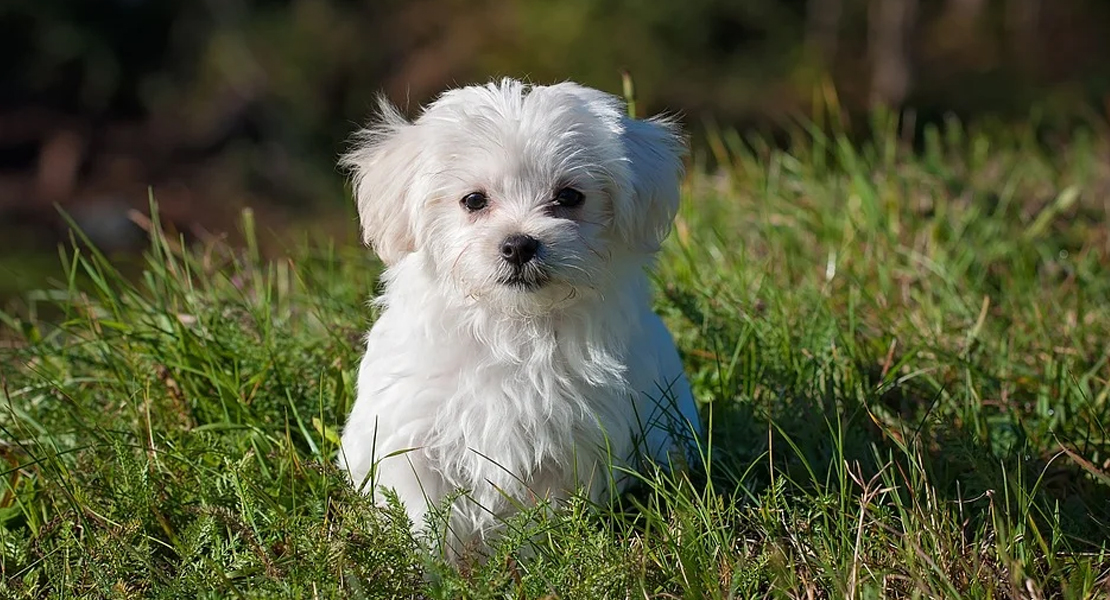 Cuáles son las razas de perro más populares en España