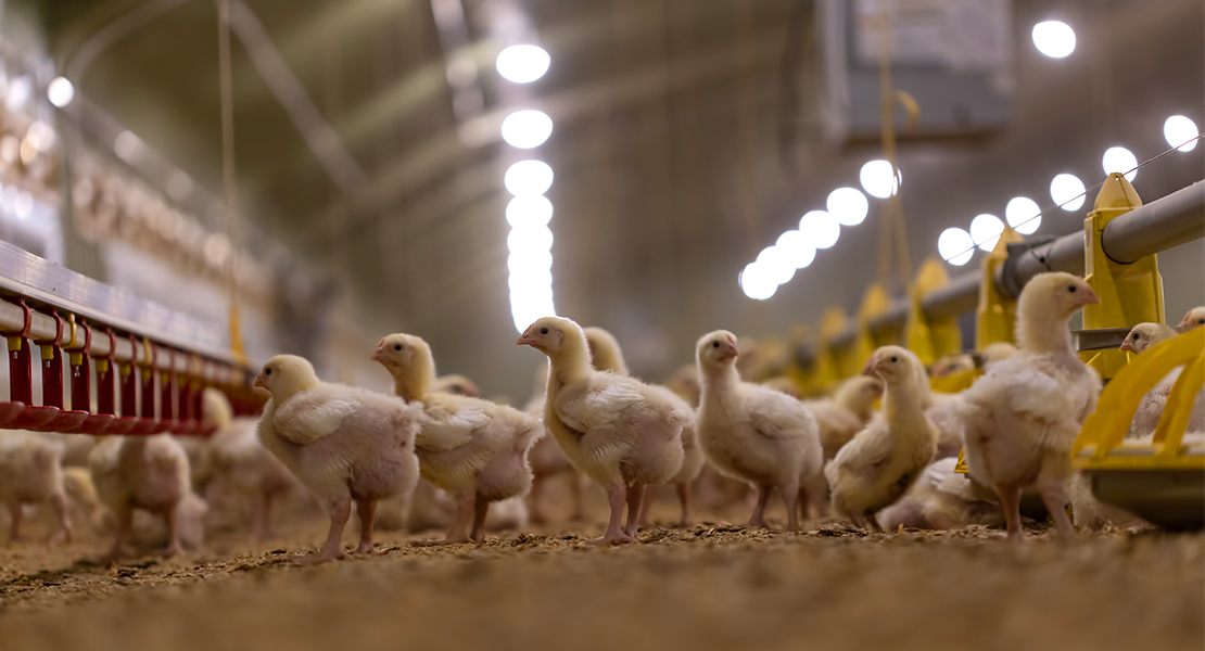 Muchas granjas de pollos a punto de cerrar en Extremadura