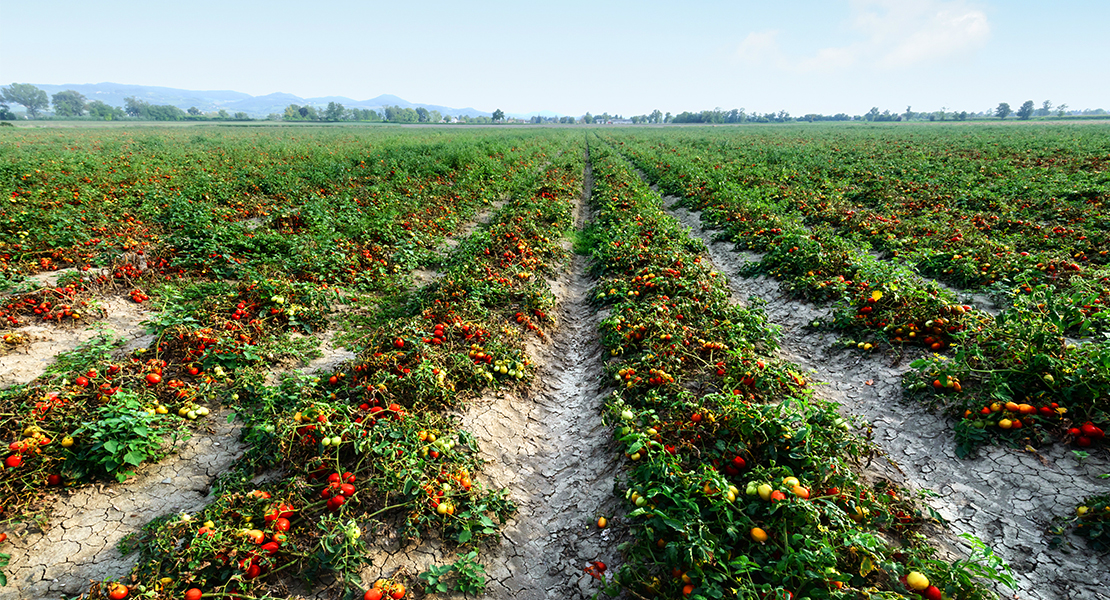 La Unión: “La Reforma Laboral no se puede aplicar en el sector agrario”