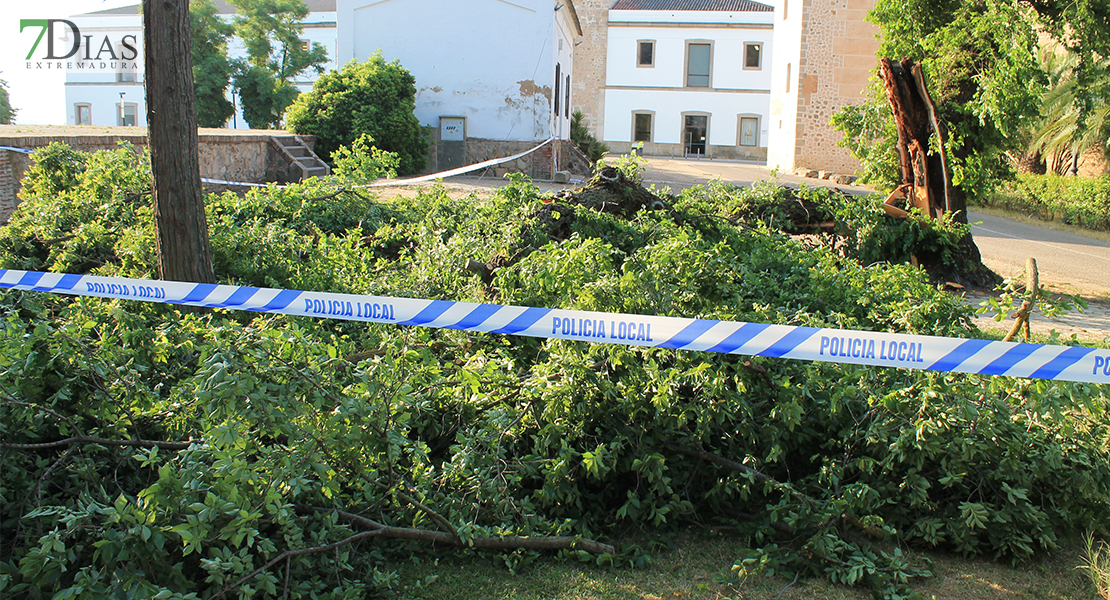 Se cae la rama de grandes dimensiones de un árbol podrido en La Alcazaba