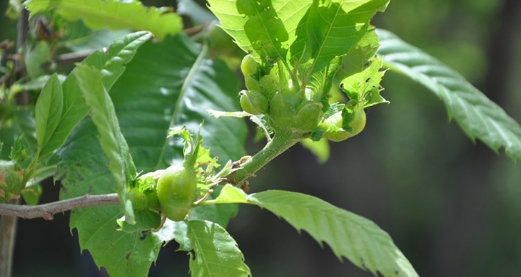 Agricultura combate la avispilla del castaño en Jerte y Gata