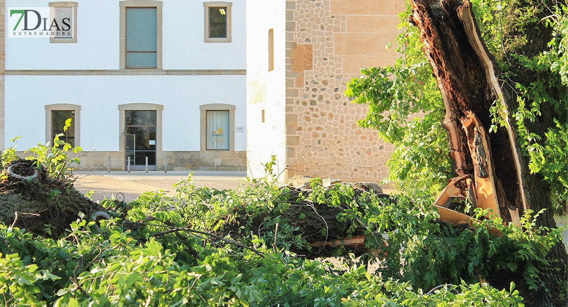 Se cae la rama de grandes dimensiones de un árbol podrido en La Alcazaba