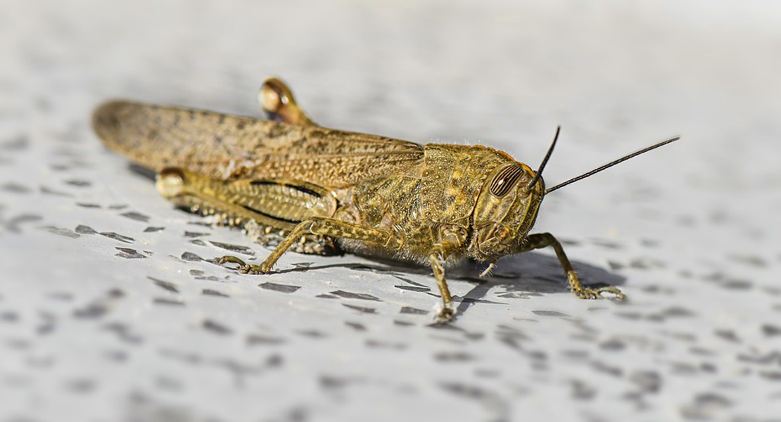 Extremadura luchará un año más contra la langosta mediterránea