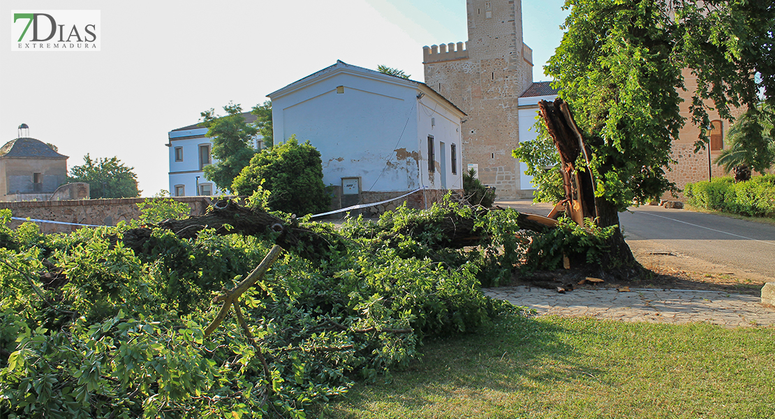 Se cae la rama de grandes dimensiones de un árbol podrido en La Alcazaba