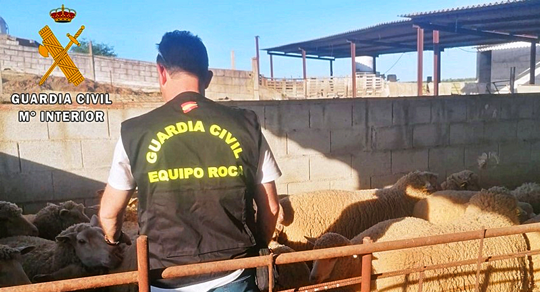 Roban más de un centenar de animales en la provincia de Badajoz