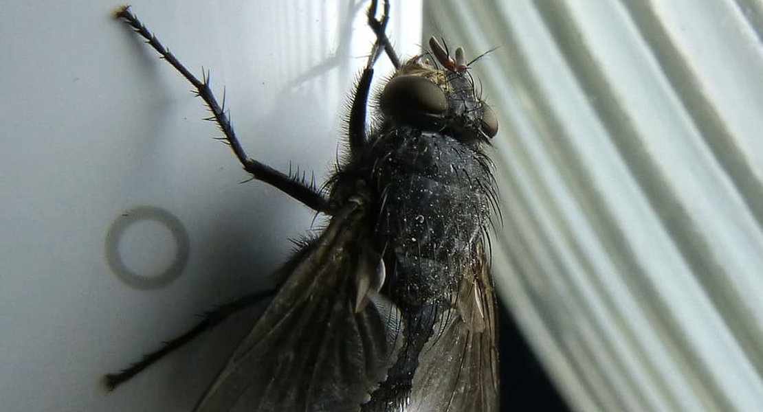 La mosca negra podría suponer graves problemas de salud en España