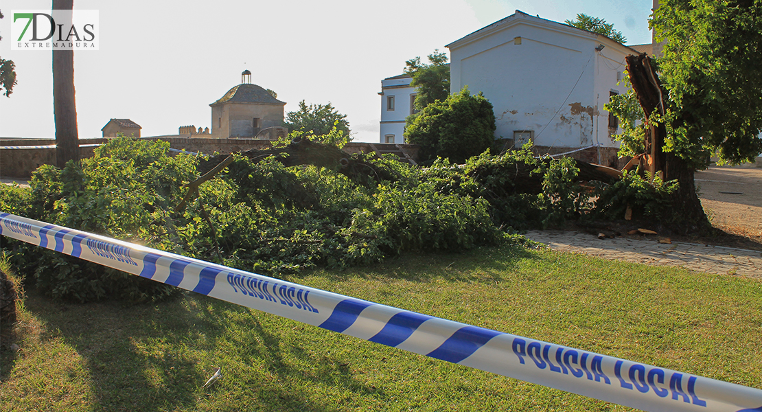 Se cae la rama de grandes dimensiones de un árbol podrido en La Alcazaba