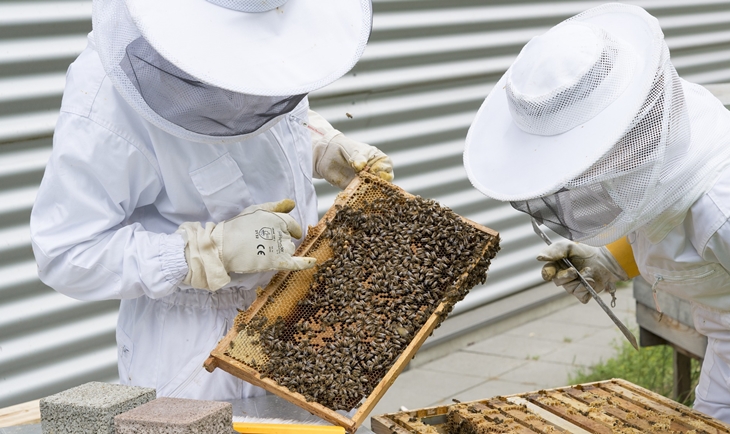 La producción de miel en Extremadura puede verse afectada por las altas temperaturas