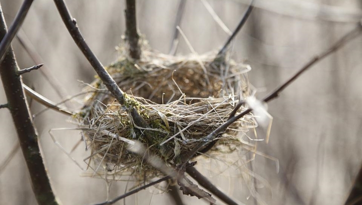 Nuevo protocolo: las altas temperaturas ponen en riesgo a la flora y fauna extremeña