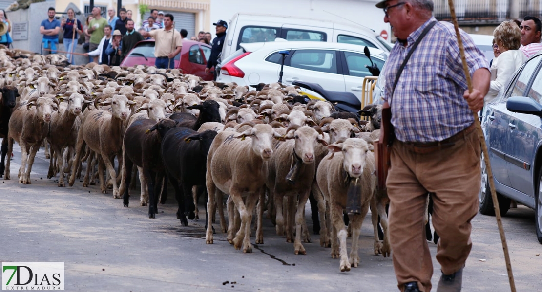 Valverde de Leganés disfruta una jornada de trashumancia por las calles del pueblo