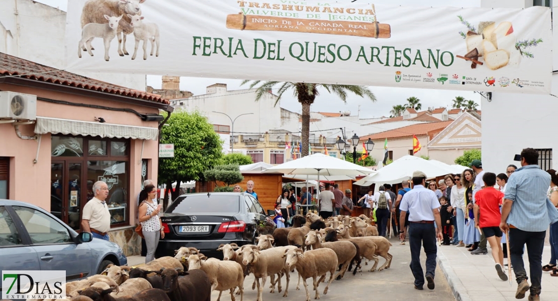 Valverde de Leganés disfruta una jornada de trashumancia por las calles del pueblo