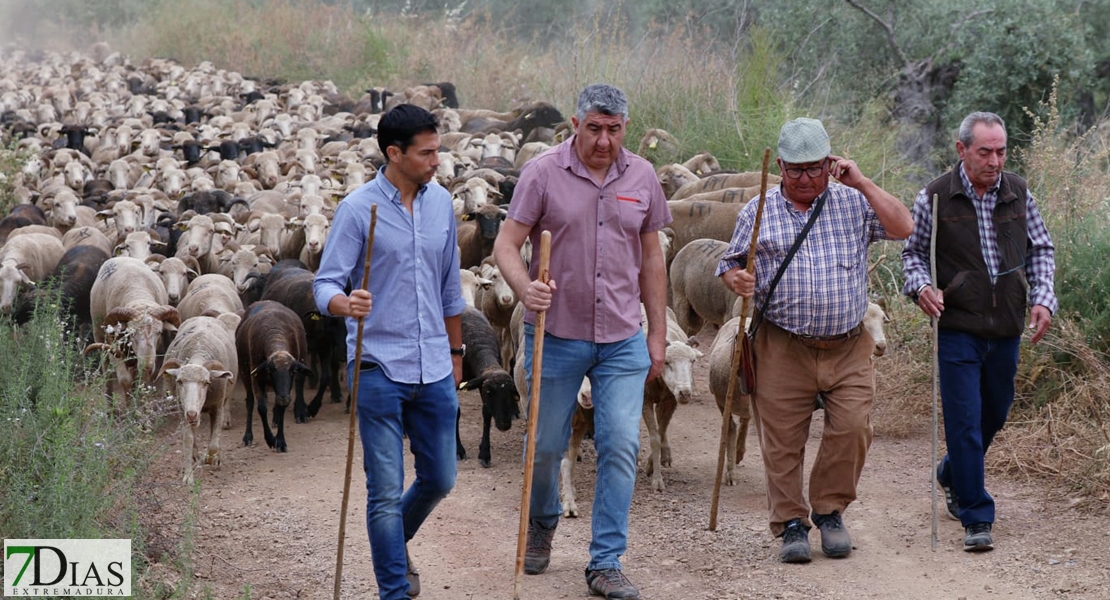 Valverde de Leganés disfruta una jornada de trashumancia por las calles del pueblo