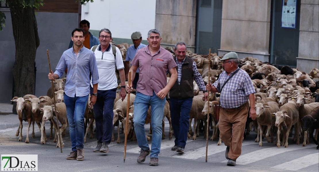 Valverde de Leganés disfruta una jornada de trashumancia por las calles del pueblo
