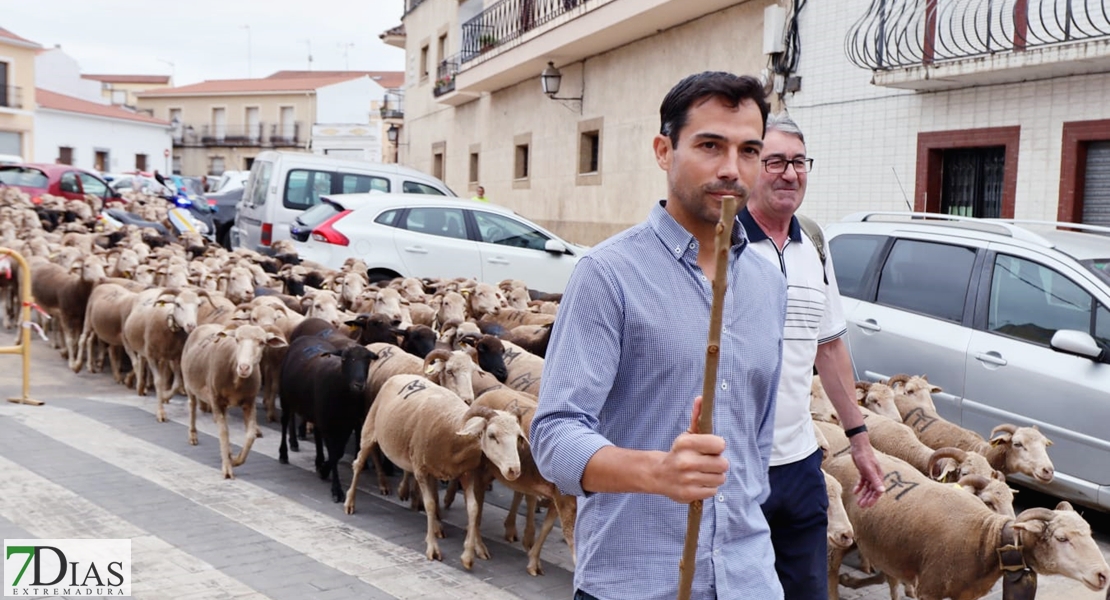 Valverde de Leganés disfruta una jornada de trashumancia por las calles del pueblo