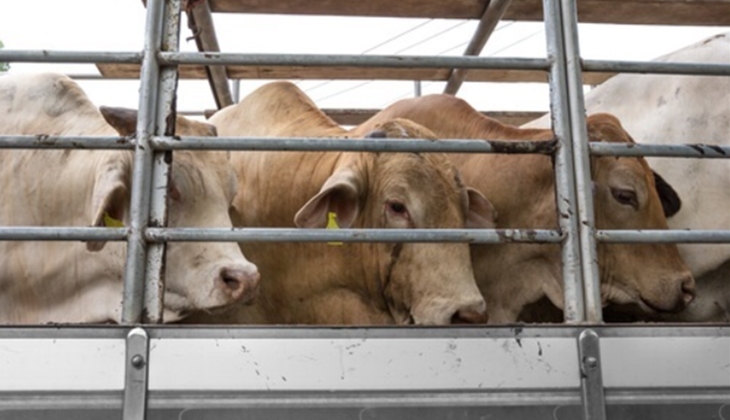 Ayudas de bioseguridad para la desinfección de vehículos de ganado