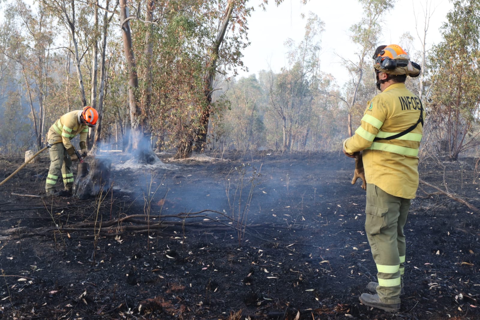 Bomberos forestales evitan el descontrol de un incendio entre Mérida y Don Álvaro