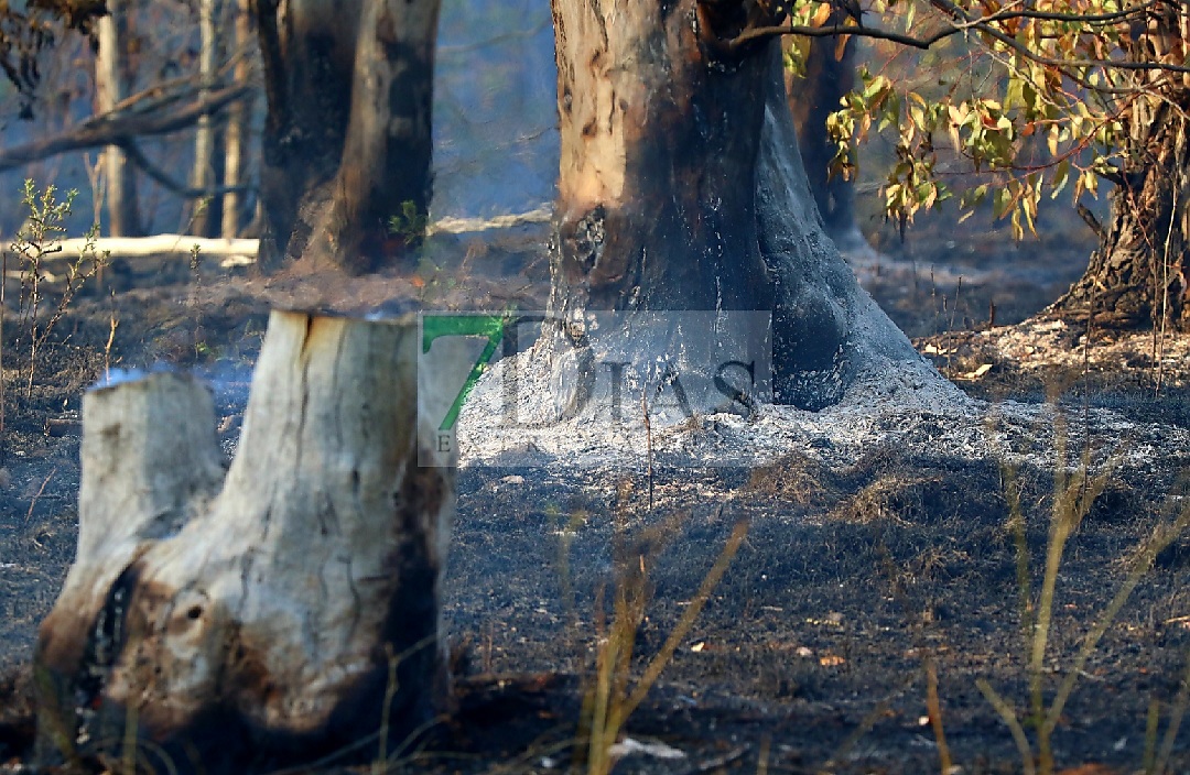 Bomberos forestales evitan el descontrol de un incendio entre Mérida y Don Álvaro