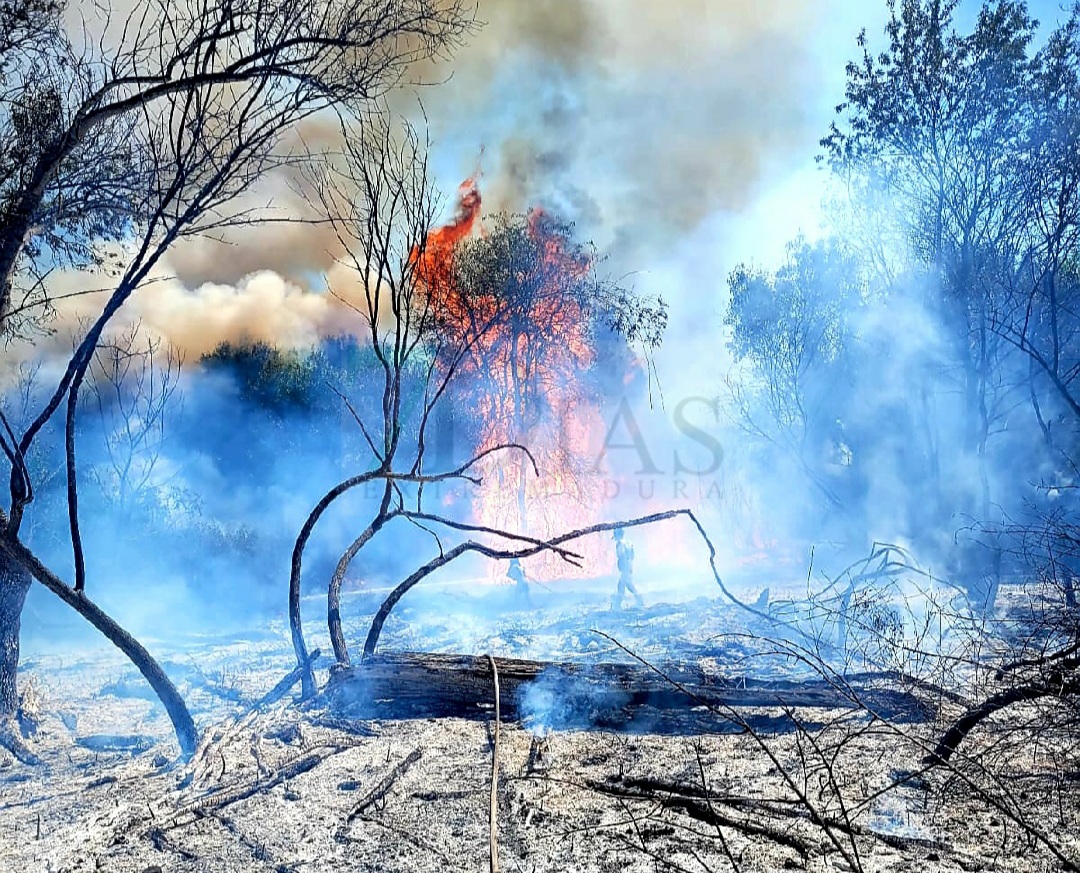 Incendio en la carretera de CC, en la salida por Badajoz