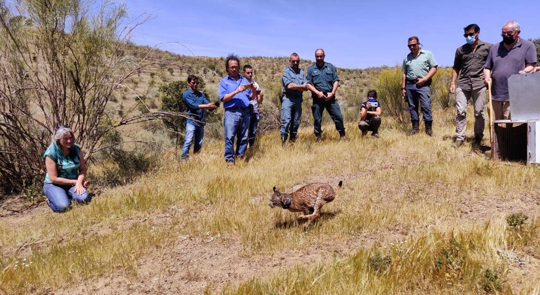 La Sierra de Hornachos tiene un nuevo lince ibérico