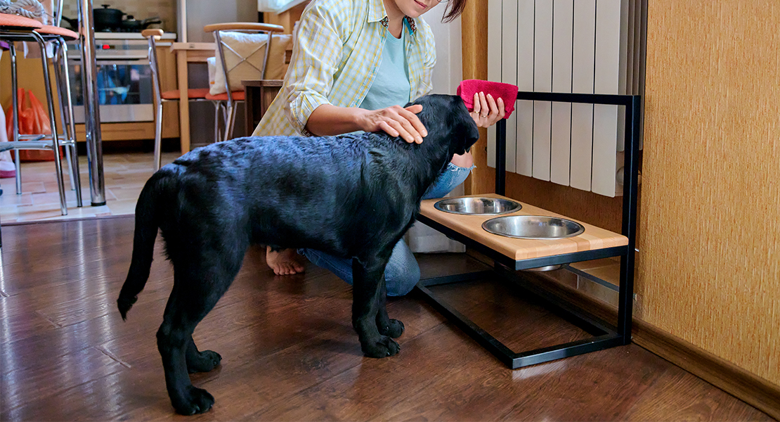 7 mitos sobre la comida de las mascotas: ¿comer azúcar provoca ceguera? #NoCuela