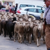 Valverde de Leganés disfruta una jornada de trashumancia por las calles del pueblo