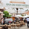 Valverde de Leganés disfruta una jornada de trashumancia por las calles del pueblo