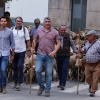 Valverde de Leganés disfruta una jornada de trashumancia por las calles del pueblo