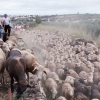 Valverde de Leganés disfruta una jornada de trashumancia por las calles del pueblo