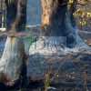 Bomberos forestales evitan el descontrol de un incendio entre Mérida y Don Álvaro