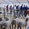 Imágenes de la Feria Ganadera y Agroturística de La Siberia en Herrera del Duque