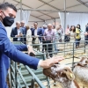 Imágenes de la Feria Ganadera y Agroturística de La Siberia en Herrera del Duque