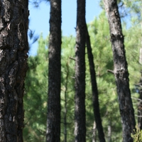 Impulsan la digitalización del sector forestal en Extremadura