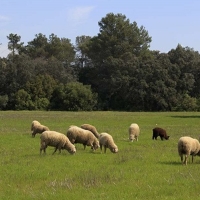 Amplían un mes el pastoreo controlado para prevenir incendios en Extremadura