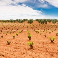 Ayudas a la reestructuración y reconversión del viñedo en Extremadura