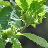 Agricultura combate la avispilla del castaño en Jerte y Gata